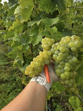 Vinogradniška kmetija Šerbinek 4